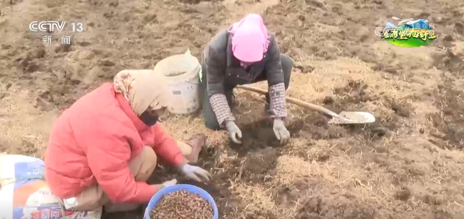 科技“点亮”希望的田野 绘就一幅幅多彩春日生产画卷(图2)