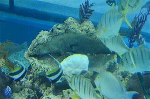 世界珍珠之最：“老子之珠”(图3)