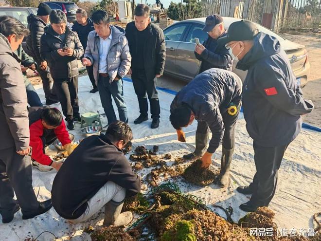 成功率超7成！西海岸也产珍珠了(图1)