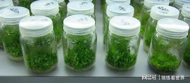 世界第一人国外专家研究数十年未果河南农民花10年成功(图3)