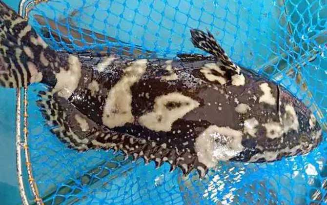 物畅其流、人享其行、流量聚集！海南自贸港封关首月成效明显(图1)