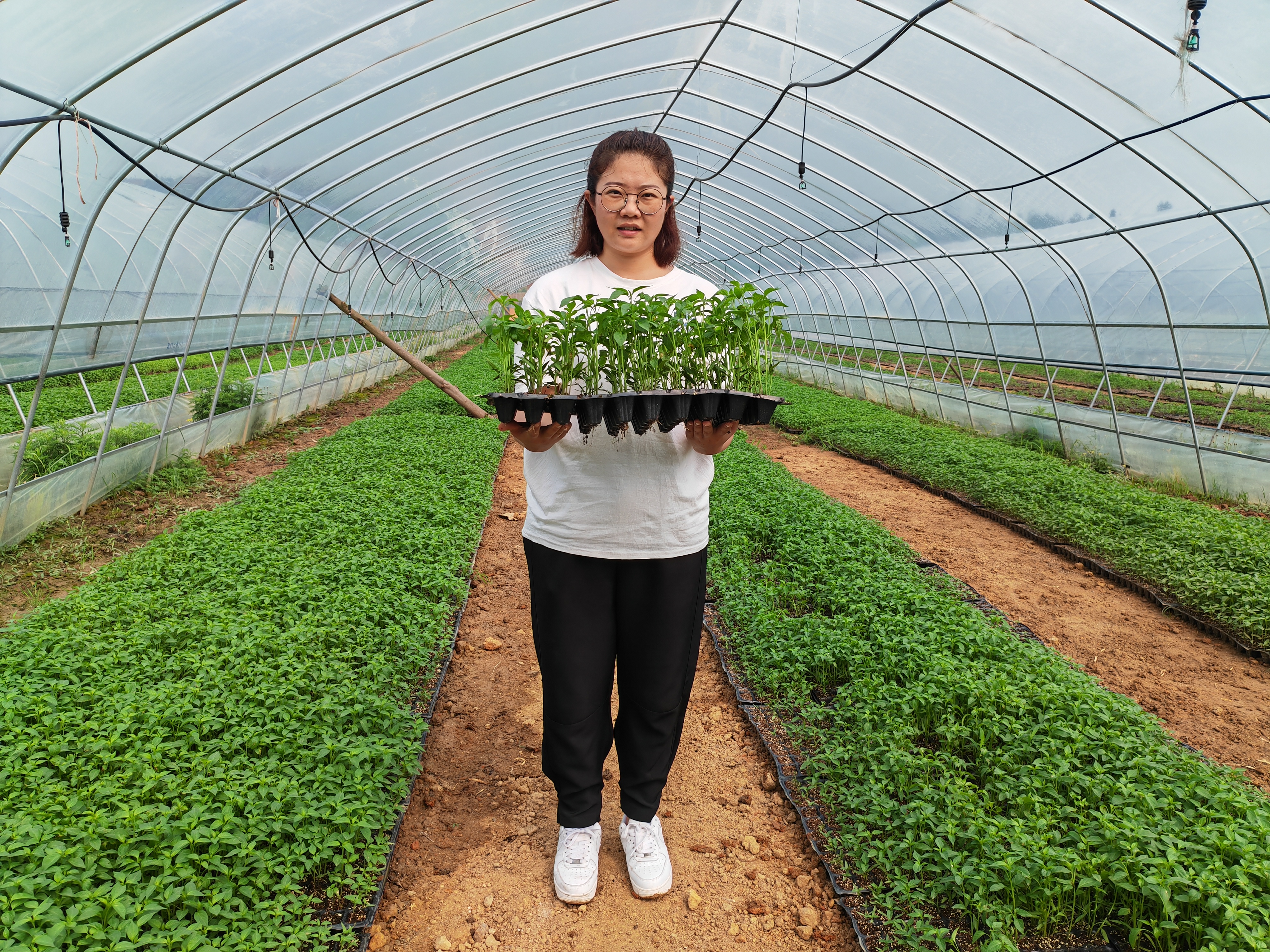 才聚林邑 郴就未来丨北雁南飞 辣业兴农——记东北“辣妹子”张惠影和她的湘南“辣椒版图”(图1)