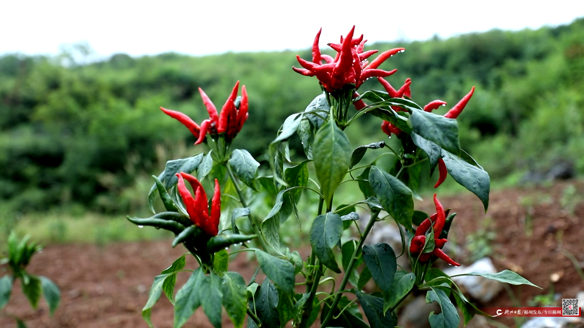 才聚林邑 郴就未来丨北雁南飞 辣业兴农——记东北“辣妹子”张惠影和她的湘南“辣椒版图”(图2)