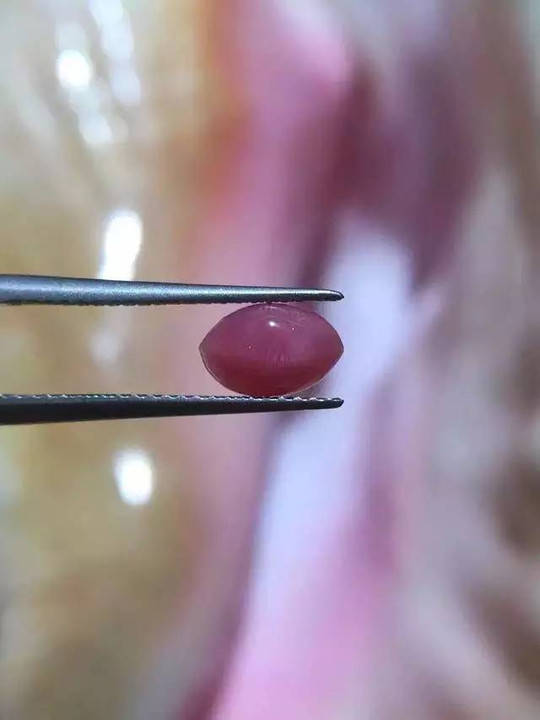 珍珠“链”起乡村振兴新图景(图1)