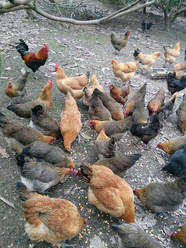 家庭养殖场“小阵地” 撑起增收“大梦想”(图1)