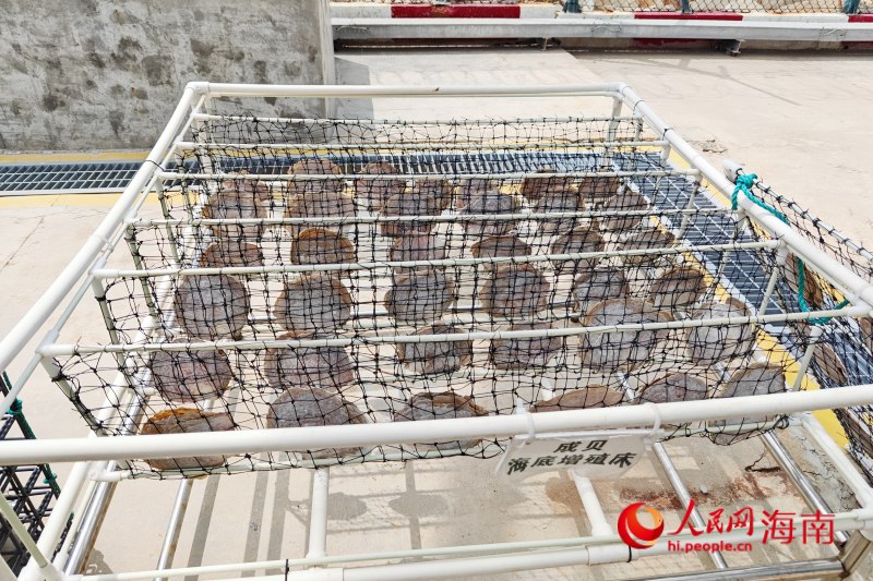 核電與生態共融培育珍珠 海南創新“核能+生態”發展模式(图2)