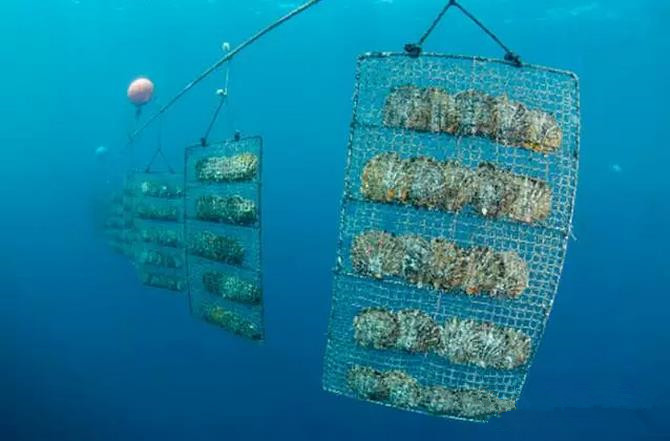 霞浦：向海而兴的人才密码(图1)