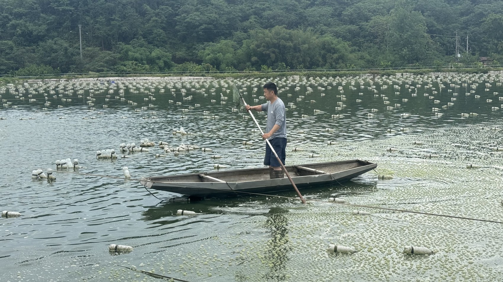 泸州：珍珠蚌未出塘 便被浙商定购百万只(图1)