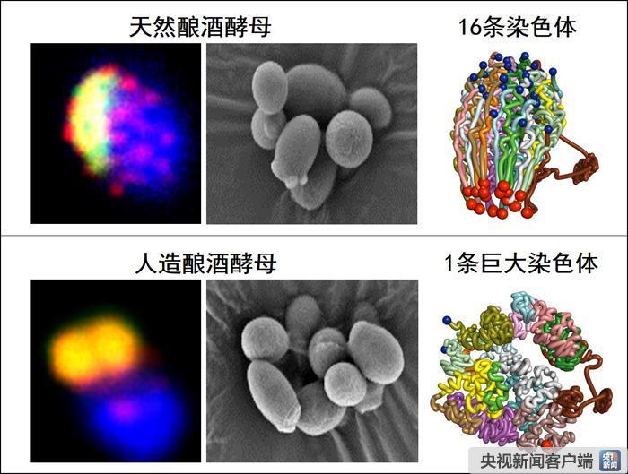 【央视新闻】中国科学家成功创建世界首例人工单染色体真核细胞(图1)