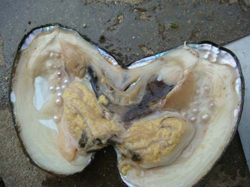 鄱阳湖畔 珍珠璀璨(图1)