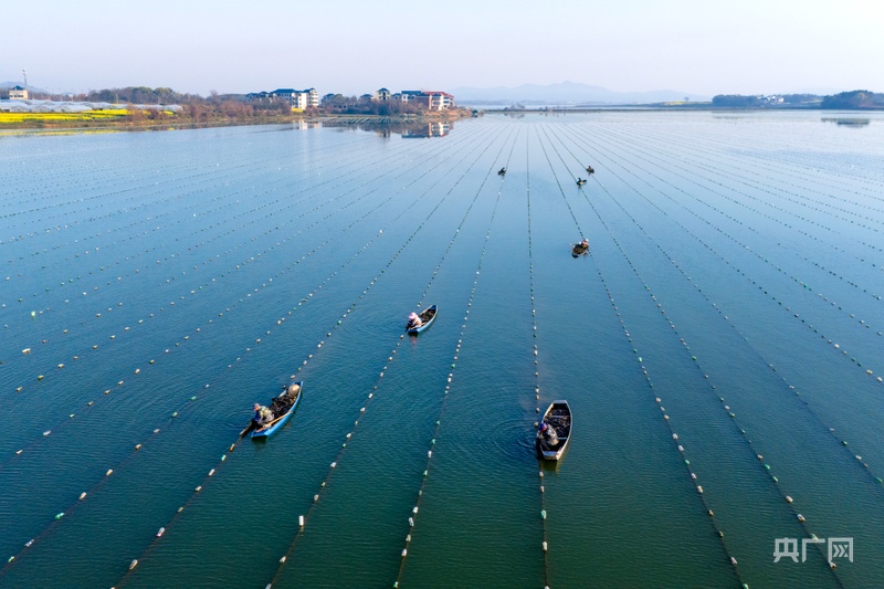 中国淡水珍珠之乡凭什么是它？(图1)