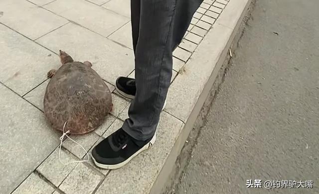 老套路又来了！山东一大叔街头卖“野生”大老鳖被小伙当场揭穿(图3)