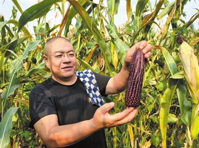 临汾市团柏乡“黑珍珠”玉米绽放产业新光芒(图1)