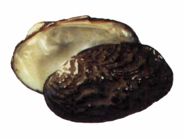 日照市2025年夏季高考致全市夏季高考考生及家长的一封信(图1)