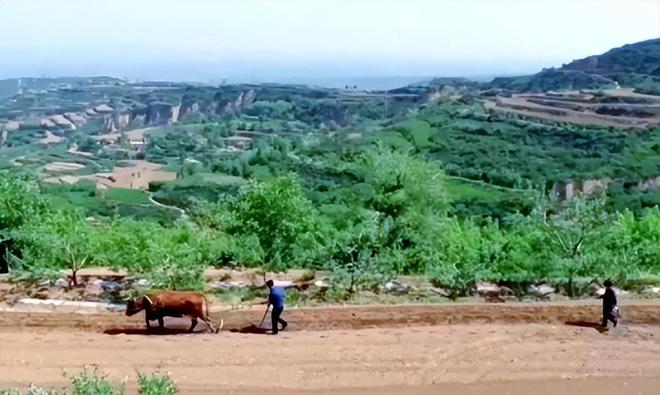 差点失传的“种子芯片”！专家偶然发现老人为哄孩子种了几十年(图12)