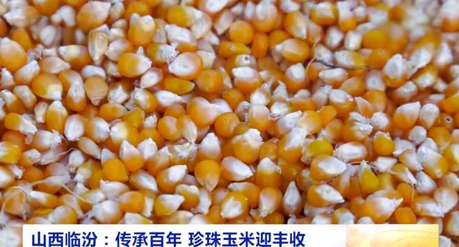 差点失传的“种子芯片”！专家偶然发现老人为哄孩子种了几十年(图9)