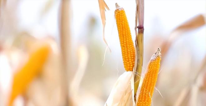 差点失传的“种子芯片”！专家偶然发现老人为哄孩子种了几十年(图11)