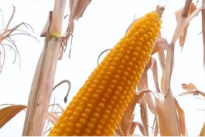 差点失传的“种子芯片”！专家偶然发现老人为哄孩子种了几十年(图13)