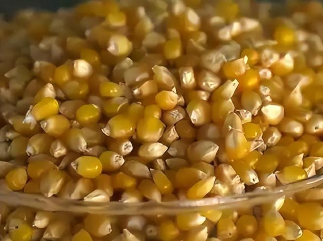 差点失传的“种子芯片”！专家偶然发现老人为哄孩子种了几十年(图15)