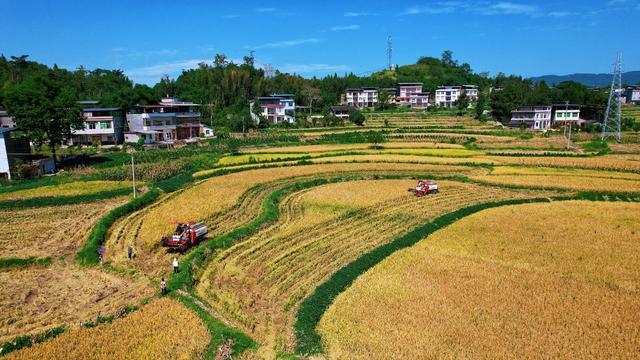 四川开江：金稻千重浪 田城好“丰”光(图2)