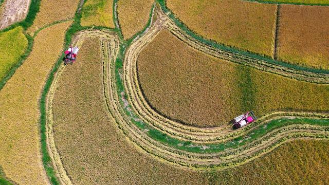 四川开江：金稻千重浪 田城好“丰”光(图1)