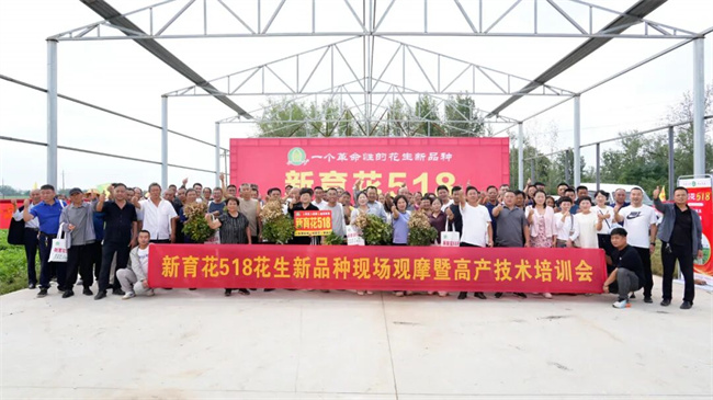 珍珠豆型花生品种新标杆：新育花518正阳观摩会给出硬核答案(图1)