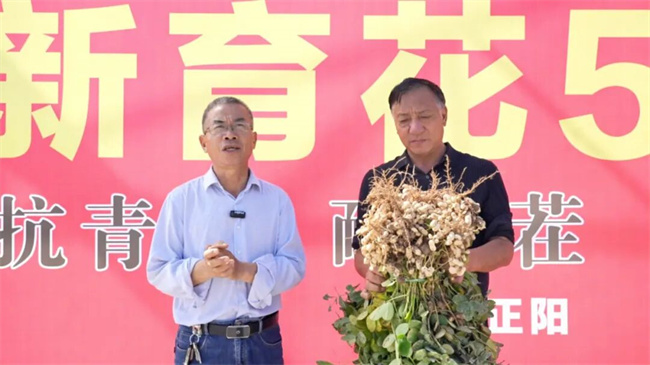 珍珠豆型花生品种新标杆：新育花518正阳观摩会给出硬核答案(图3)