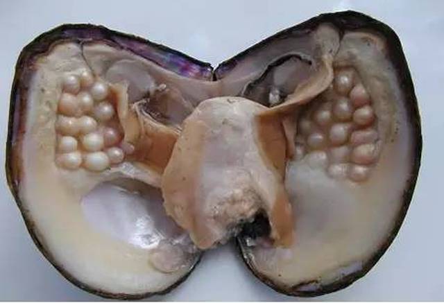 淡水珍珠蚌养殖技术--珍珠采收期 当年10月份到来年2月份养殖 淡水 威海 蚌 知识(图1)