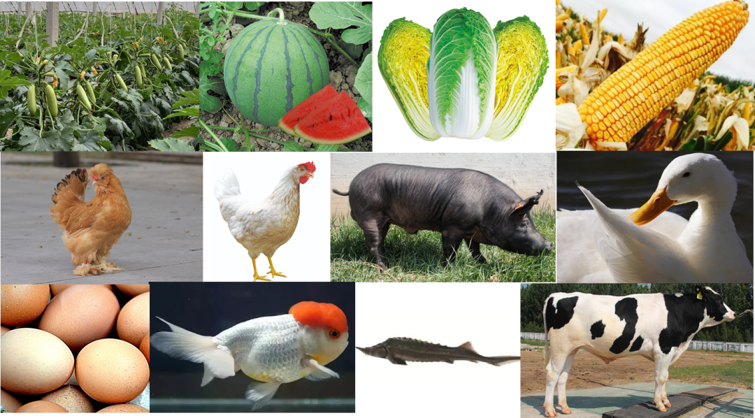 种业之都北京振兴步履铿锵！(图2)