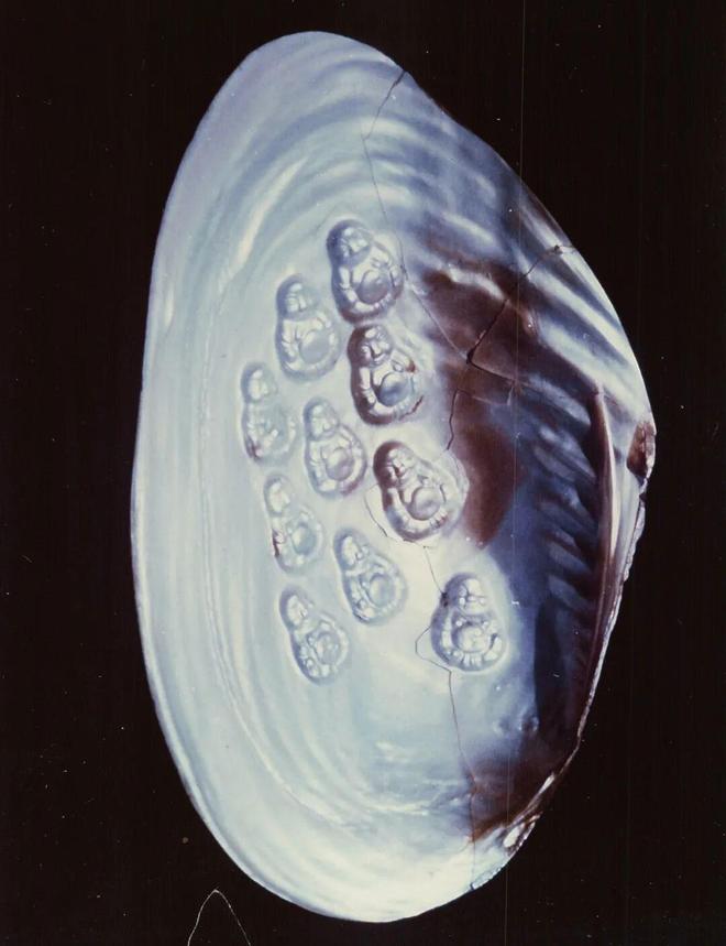 德清珍珠又出圈了！(图3)