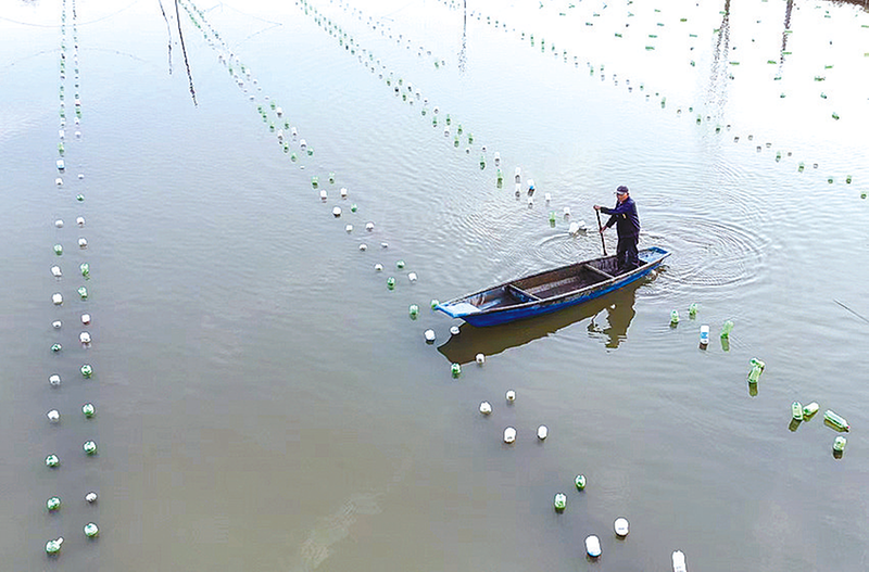 珍珠蚌养殖助民增收(图1)