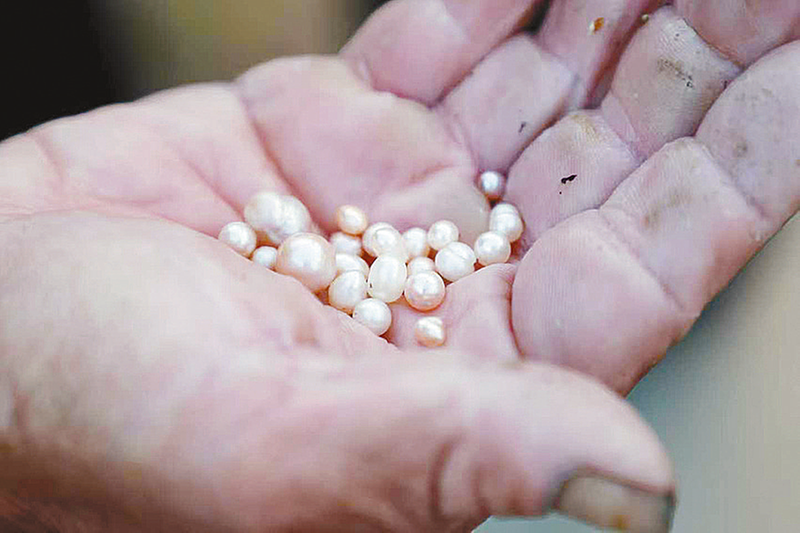 珍珠蚌养殖助民增收(图2)