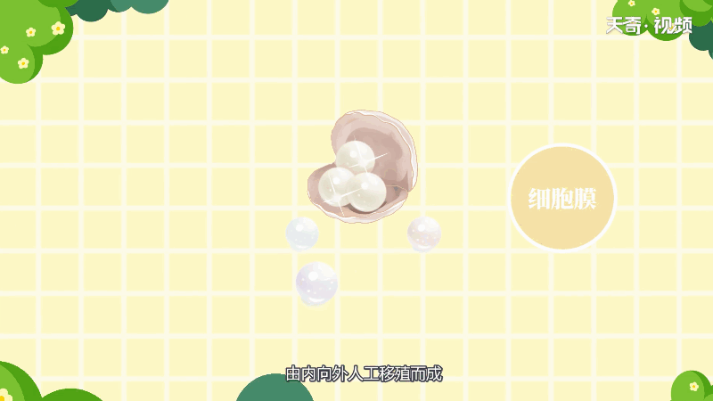 珍珠有核和无核的区别 珍珠有核和无核的差别(图1)