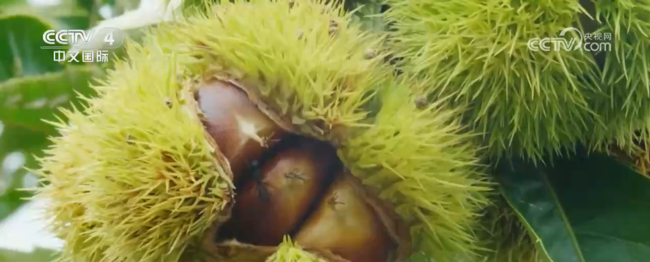 不同地域、独具特色、历史悠久 中国6项全球重要农业文化遗产获授牌(图2)