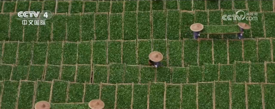 不同地域、独具特色、历史悠久 中国6项全球重要农业文化遗产获授牌(图9)