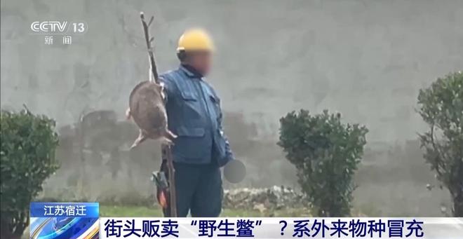 街头贩卖“野生鳖”?系外来物种冒充(图1)