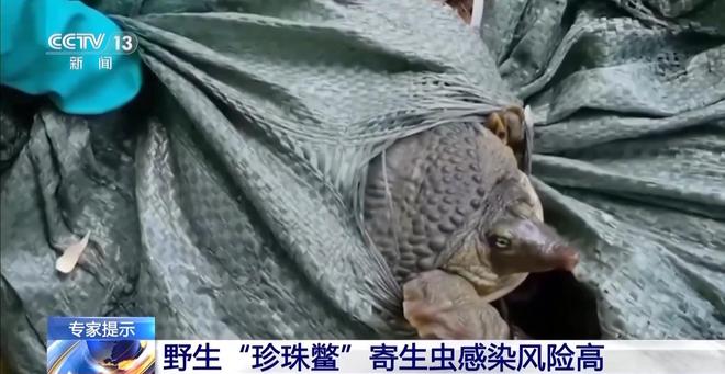 街头贩卖“野生鳖”?系外来物种冒充(图2)