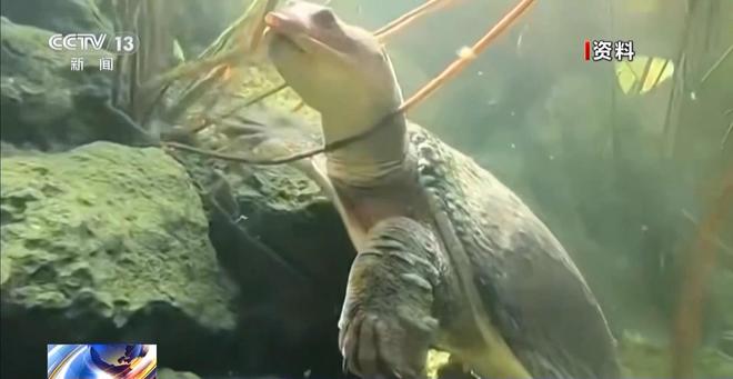 街头贩卖“野生鳖”?系外来物种冒充(图3)