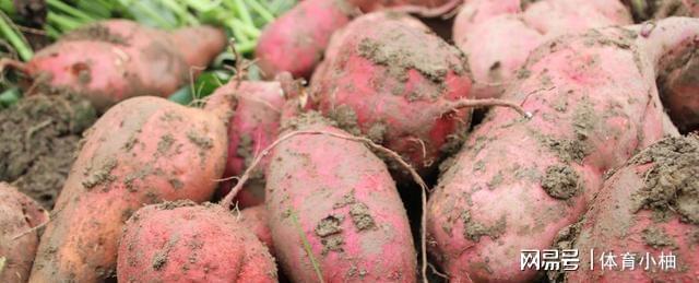 亩产5000斤曾撑起中国4亿人口粮的红薯为啥成不了中国主食？(图7)
