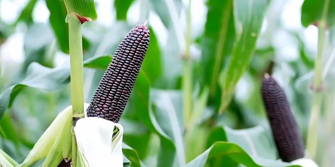 “黑珍珠”玉米走势火爆！始于良种背后的坚持(图3)