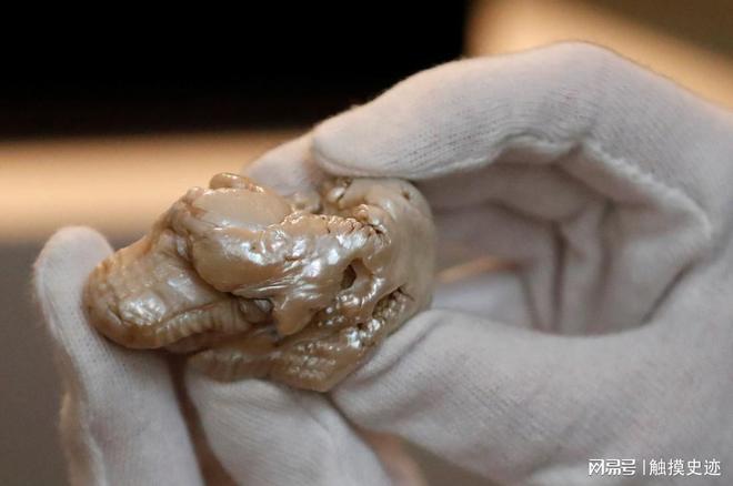 世界上最大的淡水珍珠来自中国清朝时期被荷兰商人偷渡出境(图5)