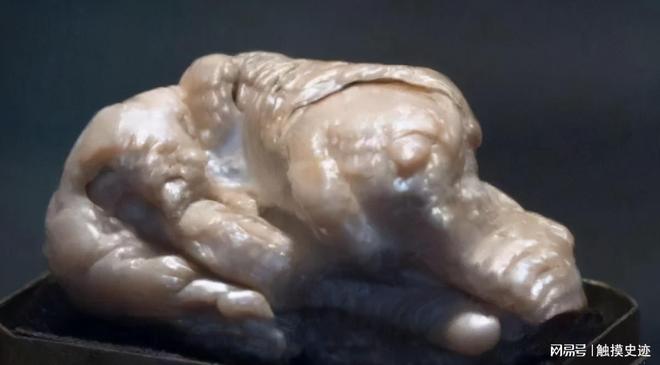 世界上最大的淡水珍珠来自中国清朝时期被荷兰商人偷渡出境(图2)