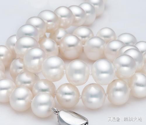 世界上最大的淡水珍珠来自中国清朝时期被荷兰商人偷渡出境(图9)