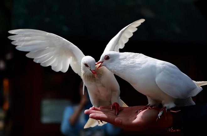 8万羽和平鸽都是“借来”的关在特殊笼子放飞有的已经到家了(图3)