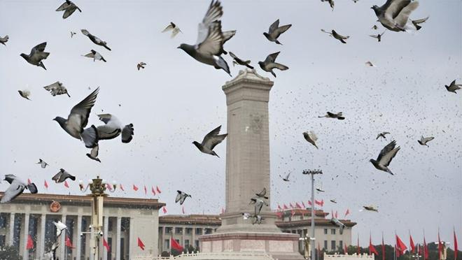 8万羽和平鸽都是“借来”的关在特殊笼子放飞有的已经到家了(图2)