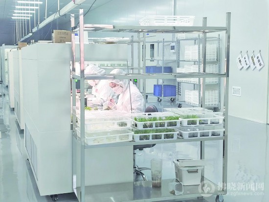 安徽泗县:现代农业绘就乡村振兴新图景(图2)