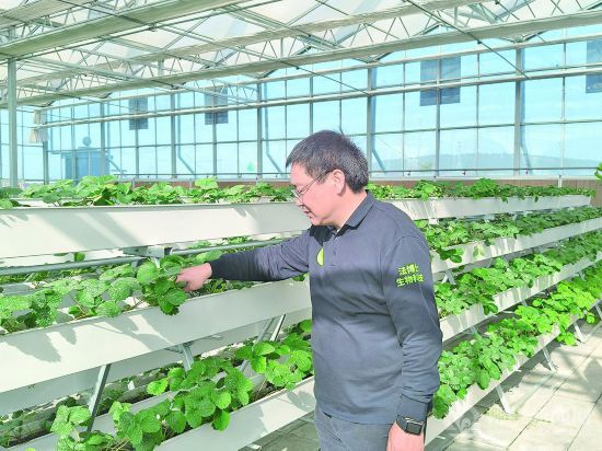 安徽泗县:现代农业绘就乡村振兴新图景(图1)