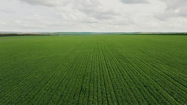 千禾携手国家级农场共建非转基因大豆供应基地(图3)