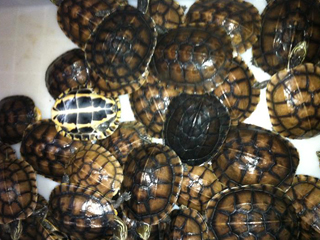 人工珍珠养殖方法是什么（盆栽养殖方法范文）(图1)