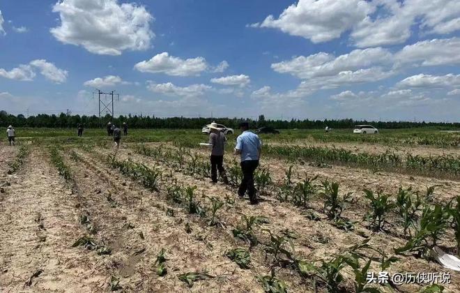 欧美多次围剿中国打响“粮食战争”如今中国的反击开始了！(图6)